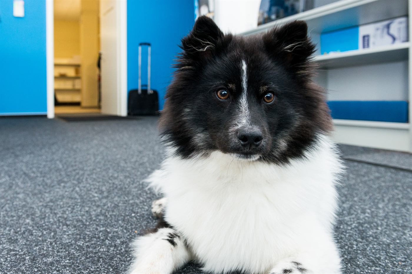 Buerohund in den SECTEO Firmenraeumen